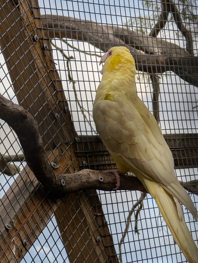 Loro