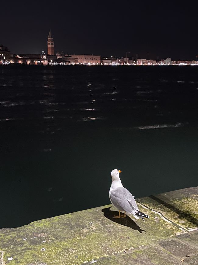 Gabbiano con skyline notturna
