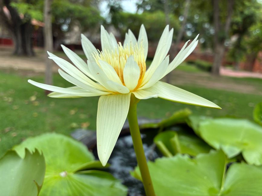 Zurück in die Vergangenheit in Ayutthaya!
