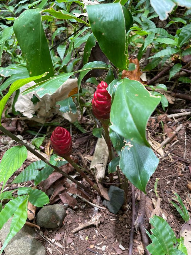 50.Tag 23.2.25 Moorea