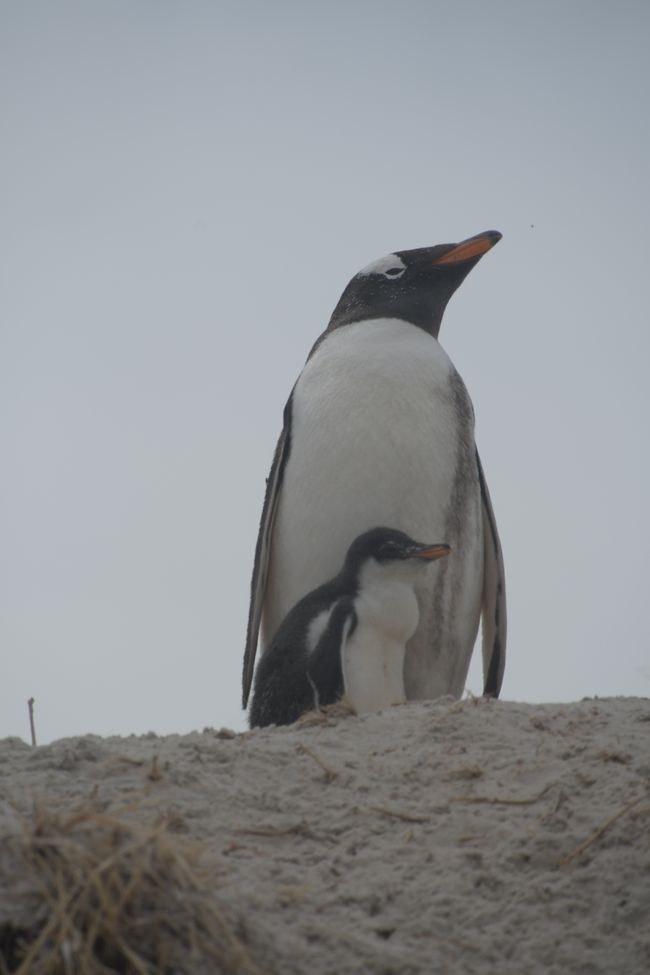 Manchots de Gentoo / Gentoo penguins