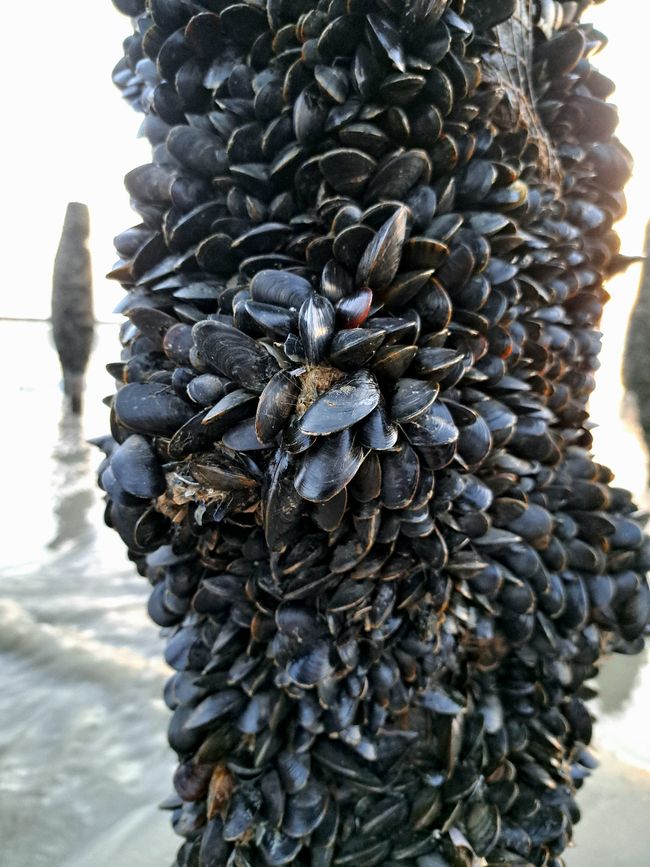 Miesmuscheln