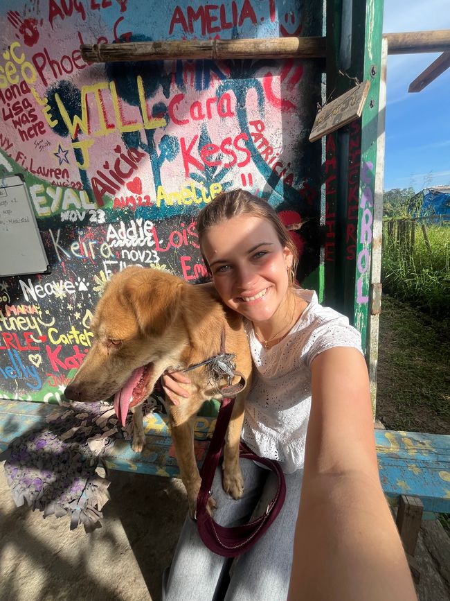 Dog shelter