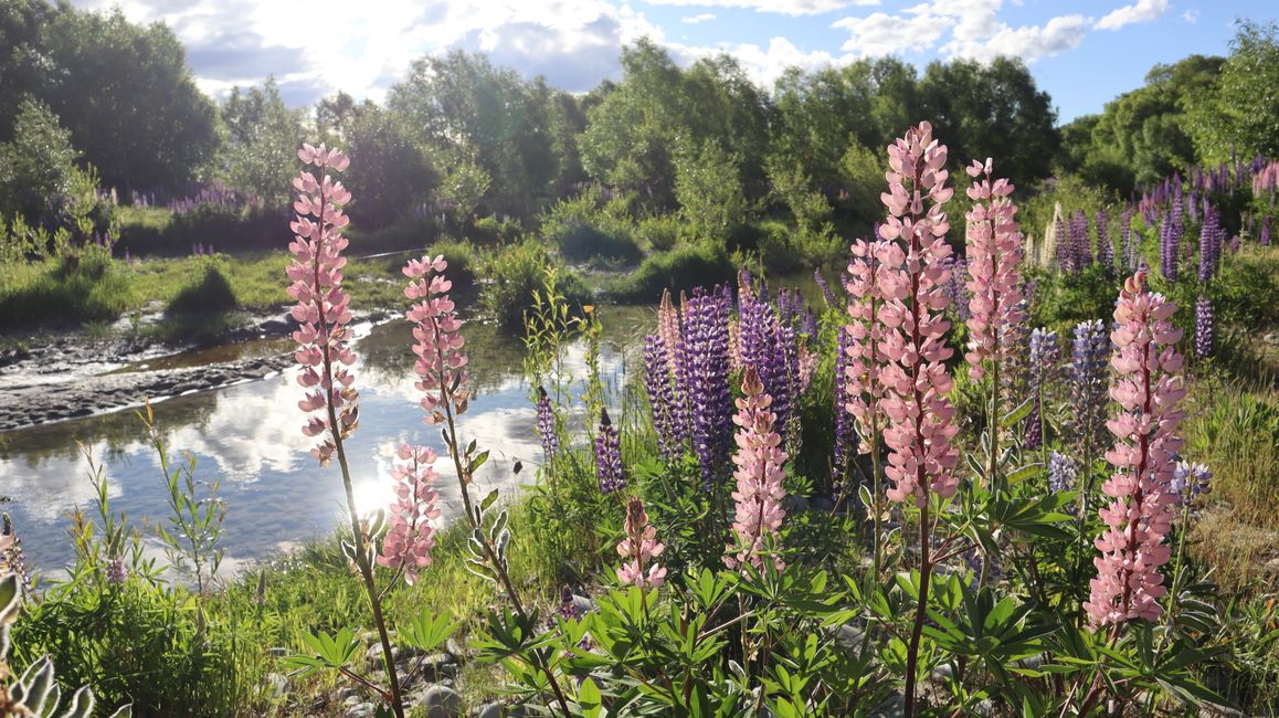 Lupins au bord de la rivière Ahuriri