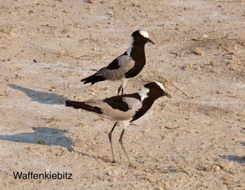 Etosha - Katzentag