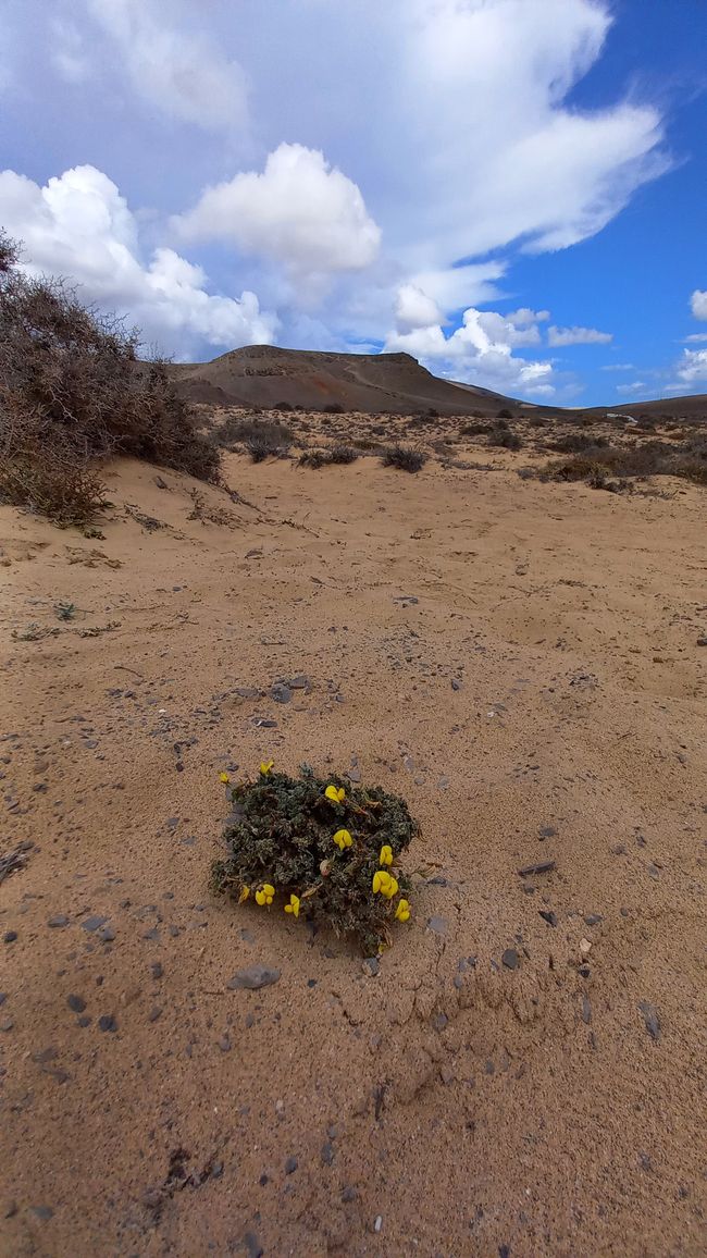 Isla Vulkan Lanzarote - esta vez no estoy solo