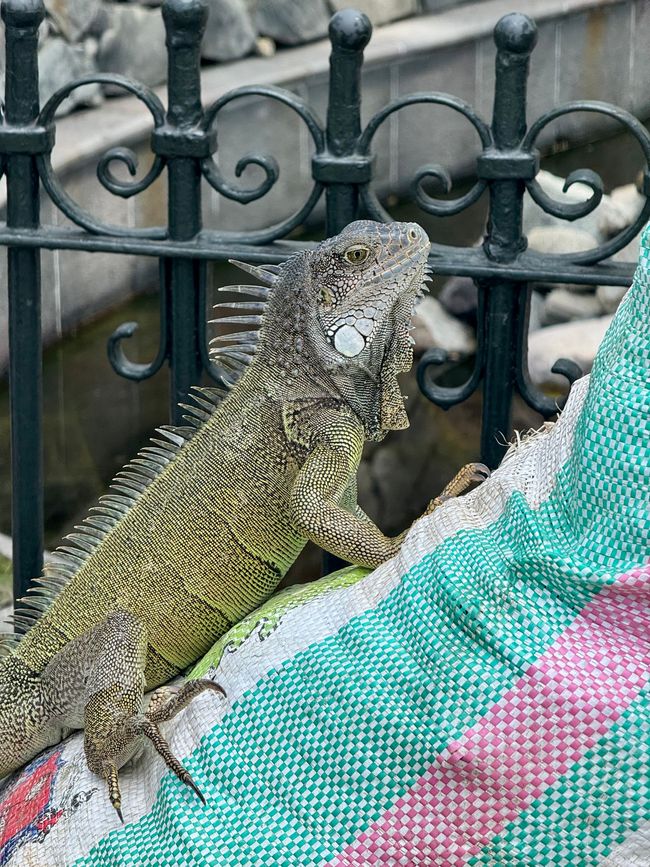 Parque Seminario - während sich die anderen Iguanas um die Salatblätter kloppen, die verteilt werden, hat dieser in einer ruhigen Ecke die Quelle entdeckt, den Sack aufgenagt und lässt es sich ganz in Ruhe gutgehen.