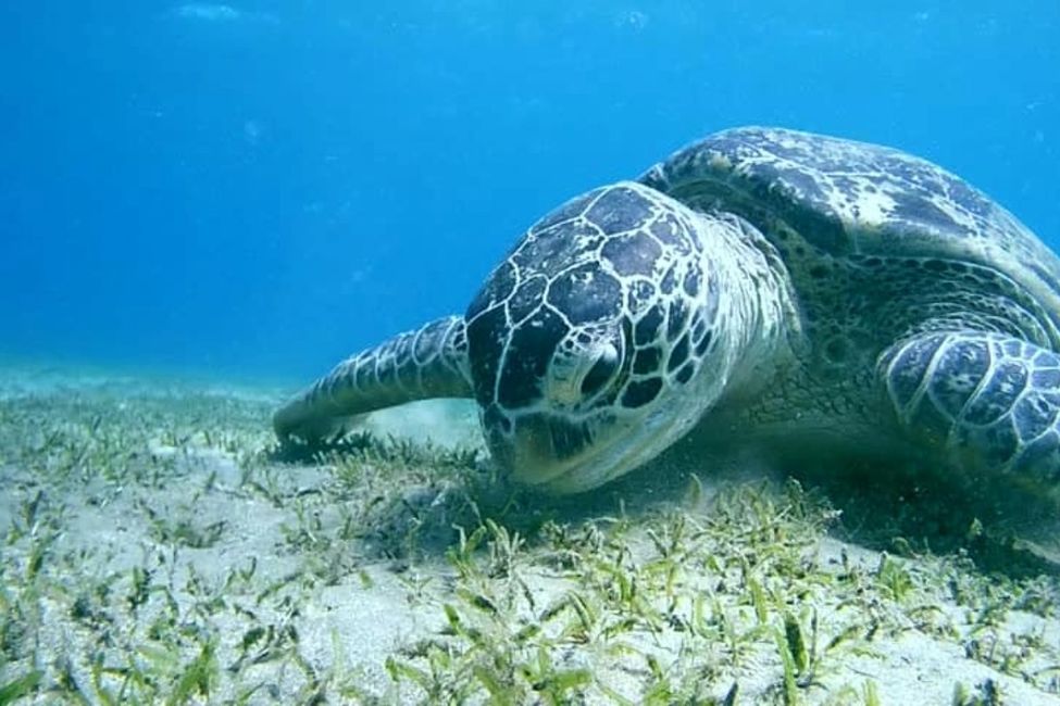 Abu Dabbab Schnorcheln & Schildkröten Ausflug ab Makadi Bay