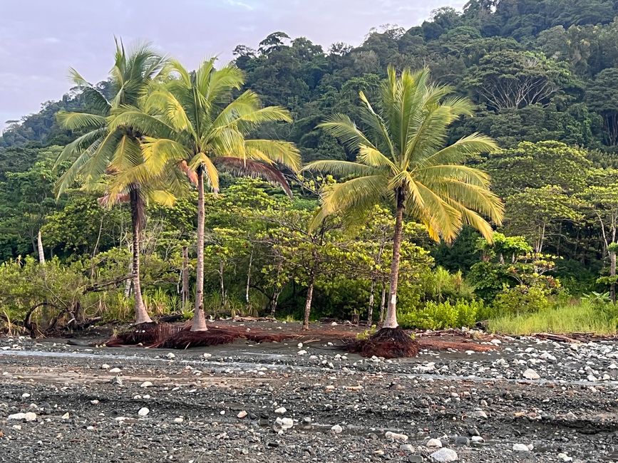 Pura Vida Costa Rica