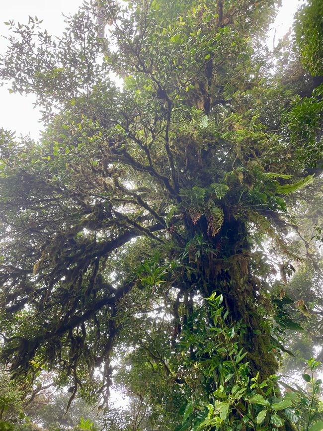 noch ein beeindruckender Baum