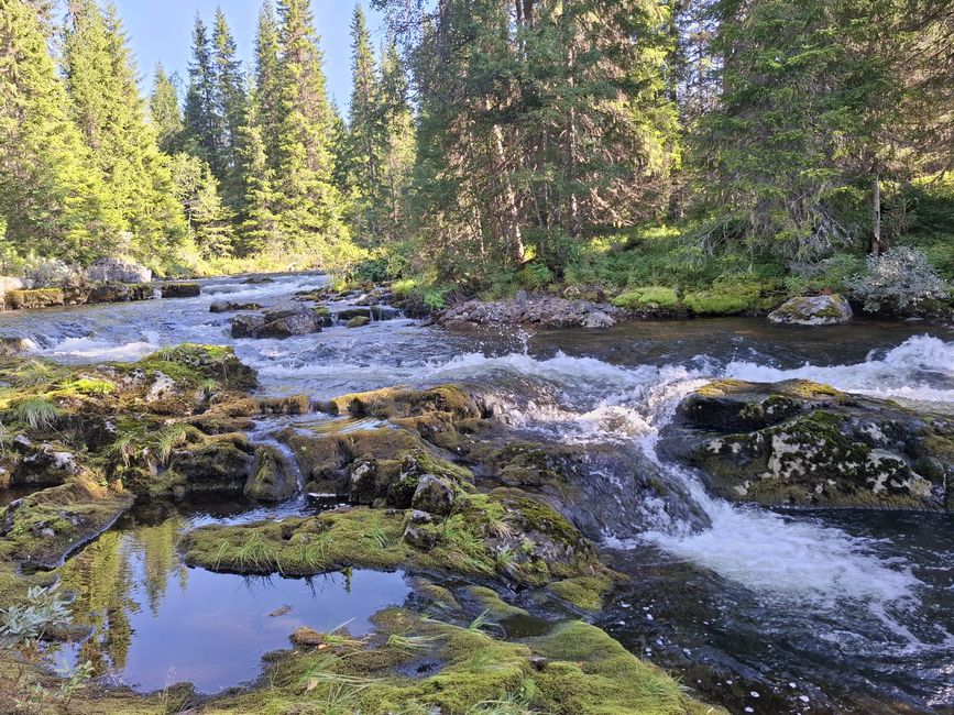 Parc national de Fulufjellet - Safari d'élans