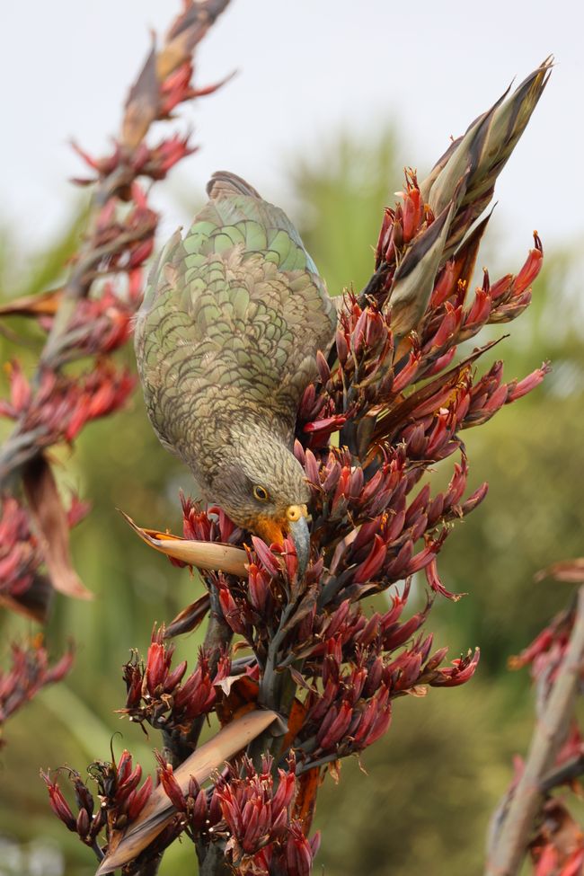 An der West Coast weiter Richtung Süden
