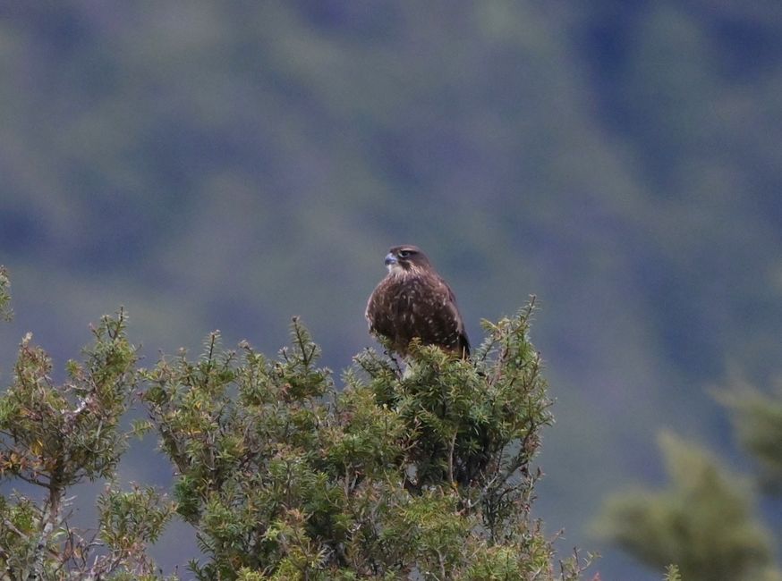 Maori falcon, Kārearea