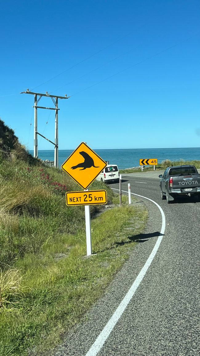Hier leben viele NewZealand Fur Seals