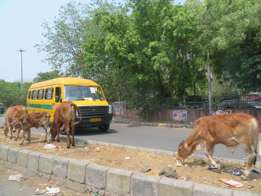 Vache au bord de la route