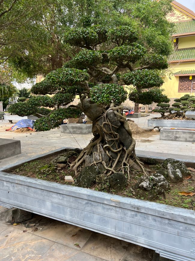 Tag 5 - Hoi An: Ein Tag mit Affen, Einhörnern und vielen Überraschungen