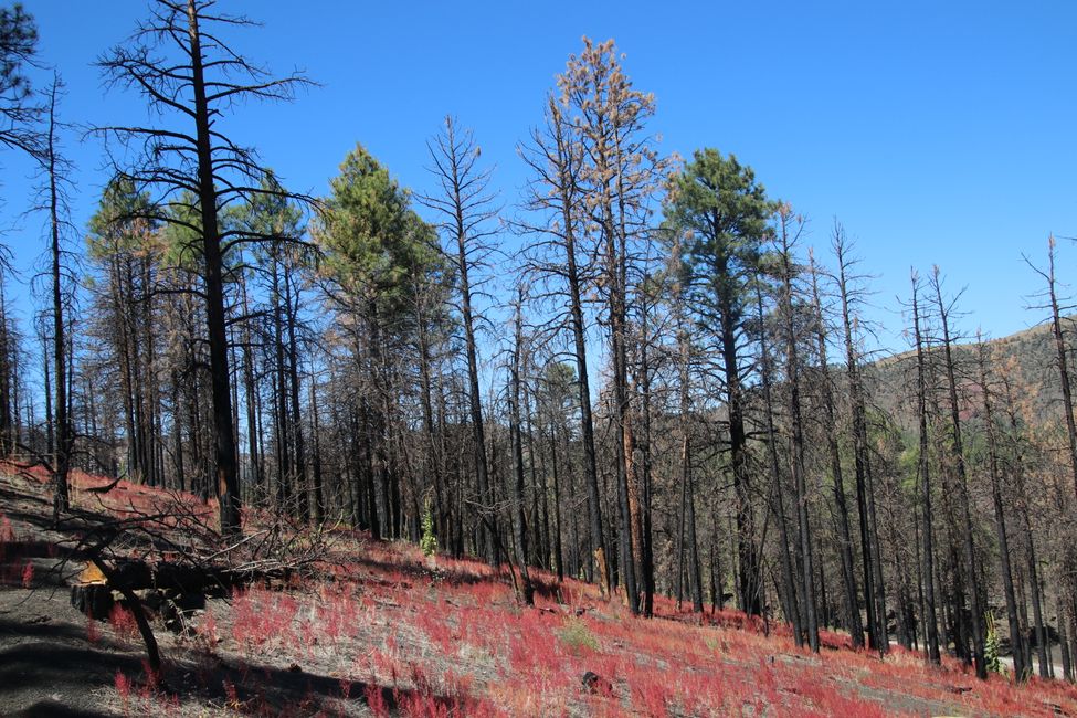 Paisaje forestal