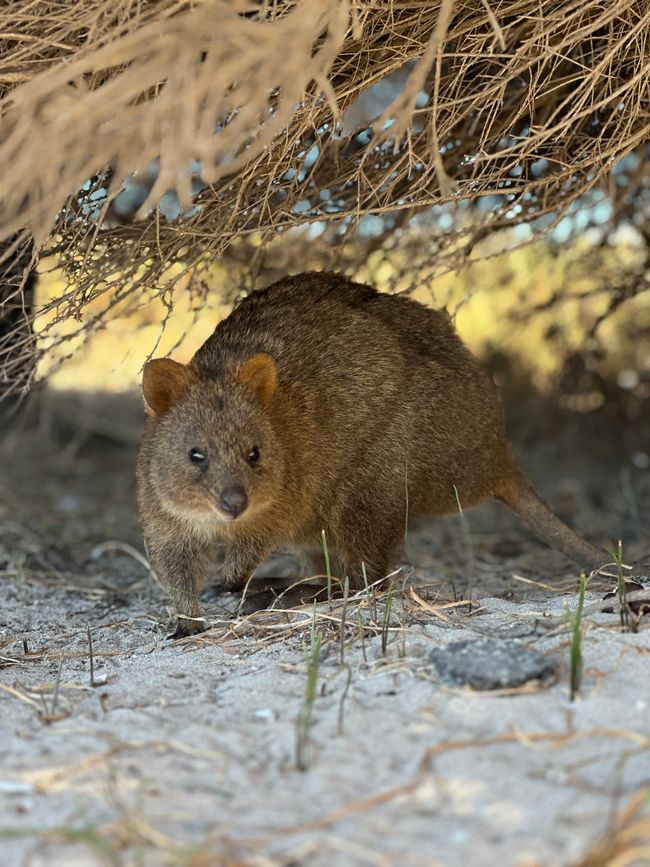 Wadjemup: Where the beaches are perfect and quokkas are at home ❤️🏖️