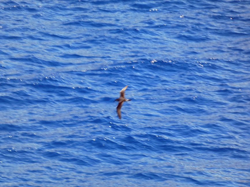 Traversata dall'Isola Robinson Crusoe all'Isola di Pasqua - 4 giorni in mare