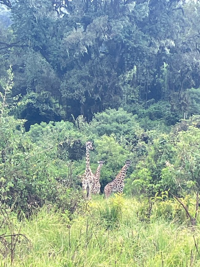 Il Cratere di Ngorongoro