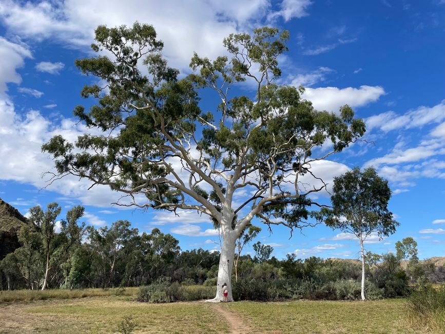 Le plus grand Ghost Gum d'Australie