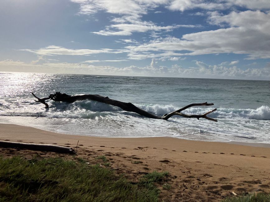 D 20 - 7am Yoga, oceanfront bfast at LavaLava, more running and a nice swim in a pool all to myself 