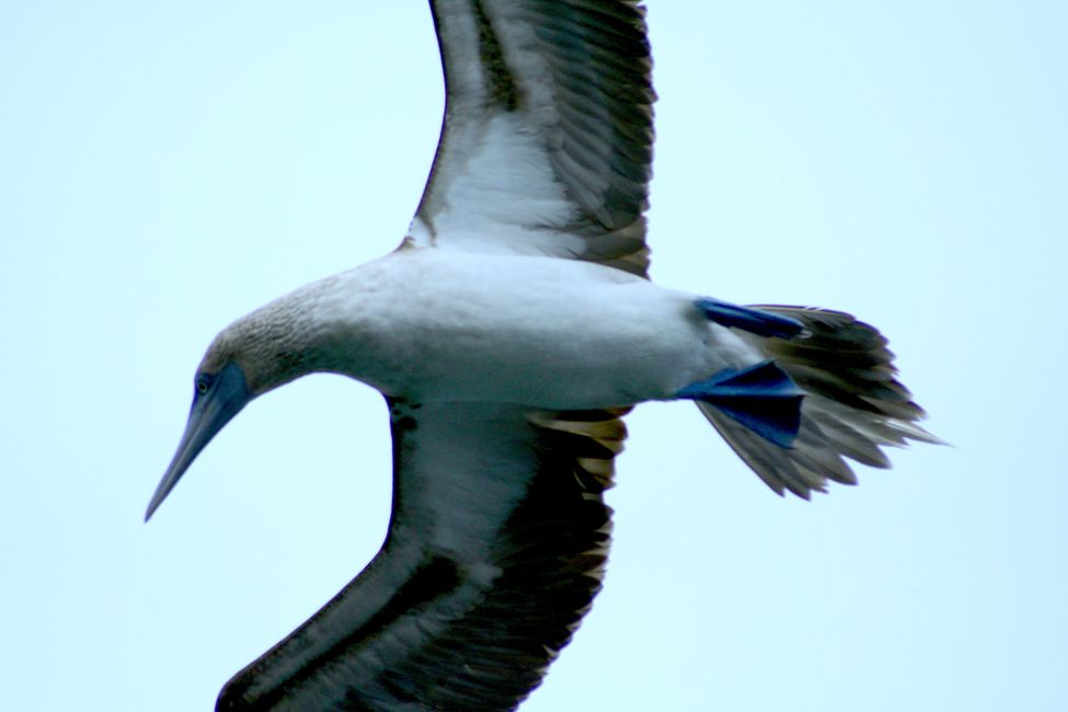 Fliegender Blaufußtölpel