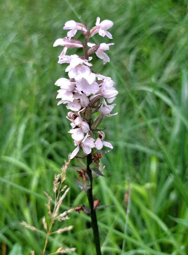 Gefleckte Fingerwurz