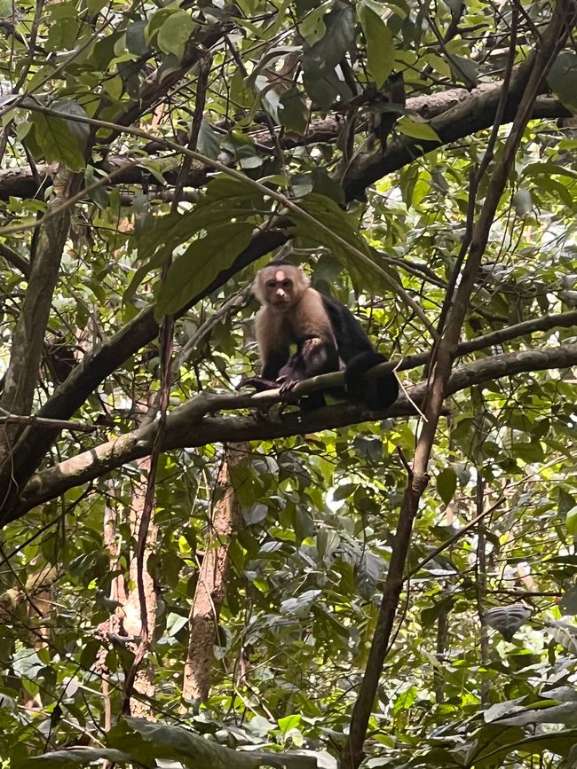 Pura Vida Costa Rica