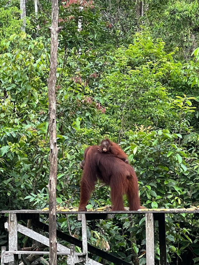 Orangutan with child 