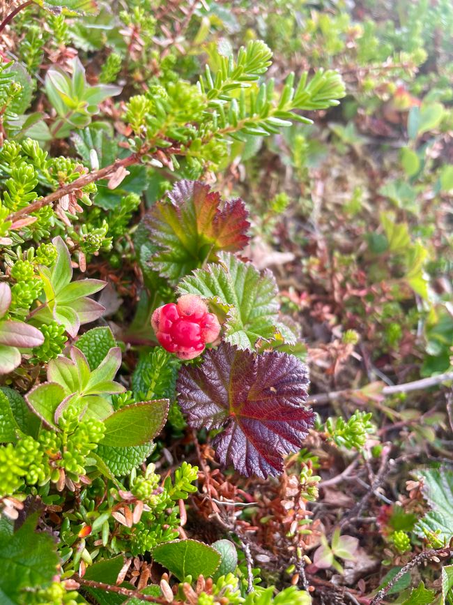Eine fast reife Moltebeere! 