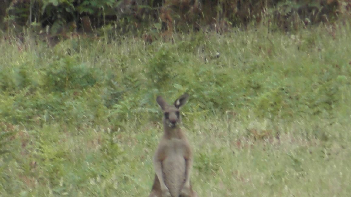 Kängurus sulla Great Ocean Road