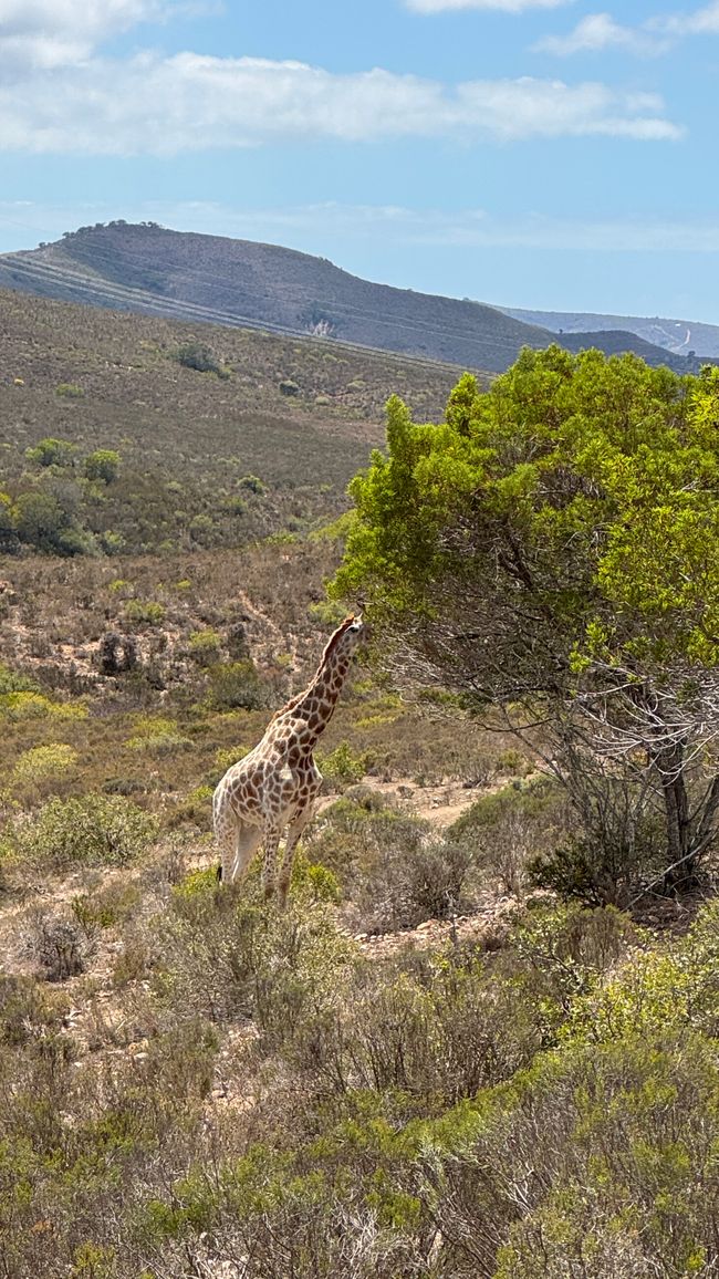Giraffe 