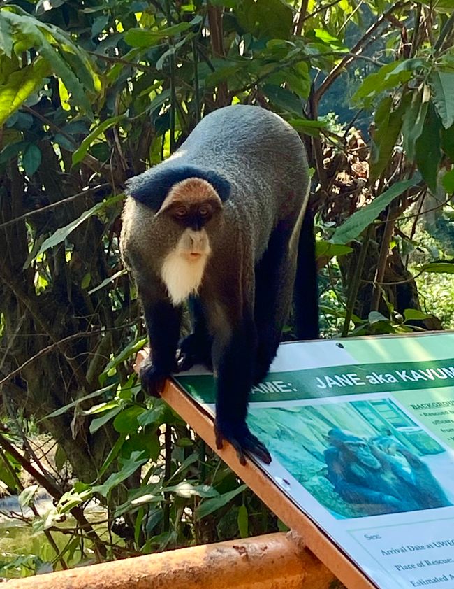 Animales salvajes en su hábitat