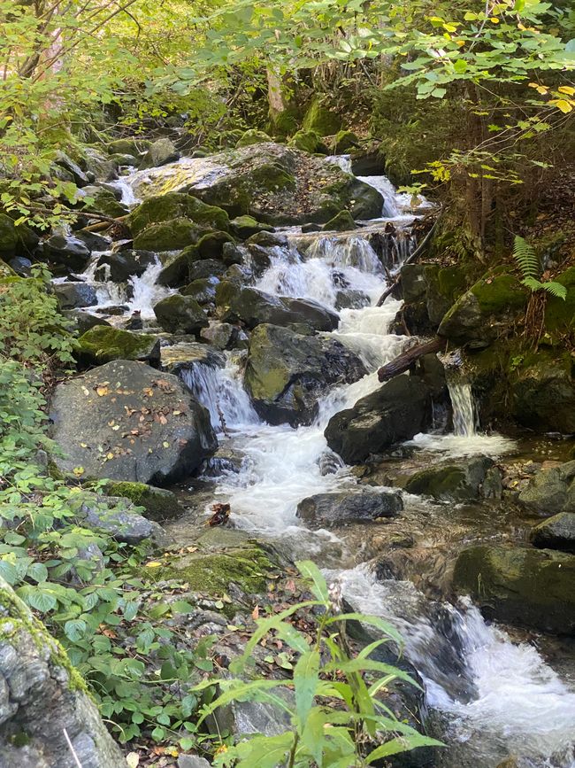 - nur genießen
