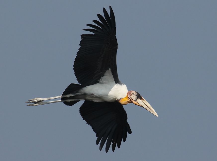 BIRDING-CULTURE-and-MORE - WORLDWIDE