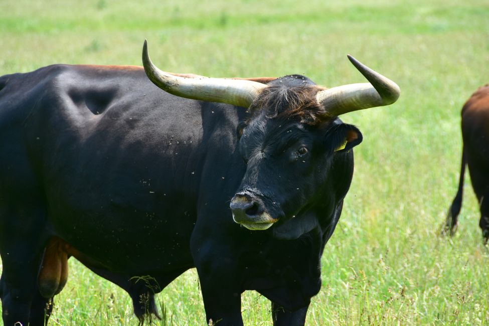 * * * S E C H T A S A F A R I - der Auerochsenweg
bei Bopfingen * * *