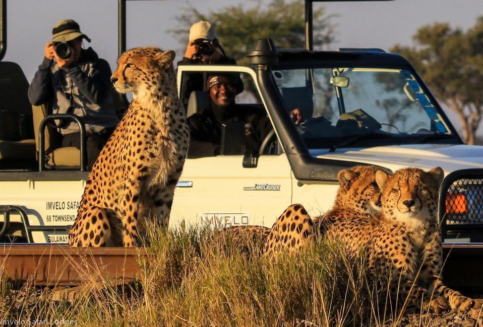 CHIRORODZIVA TOURS

 "Explore Zimbabwe 🇿🇼  The right way"
