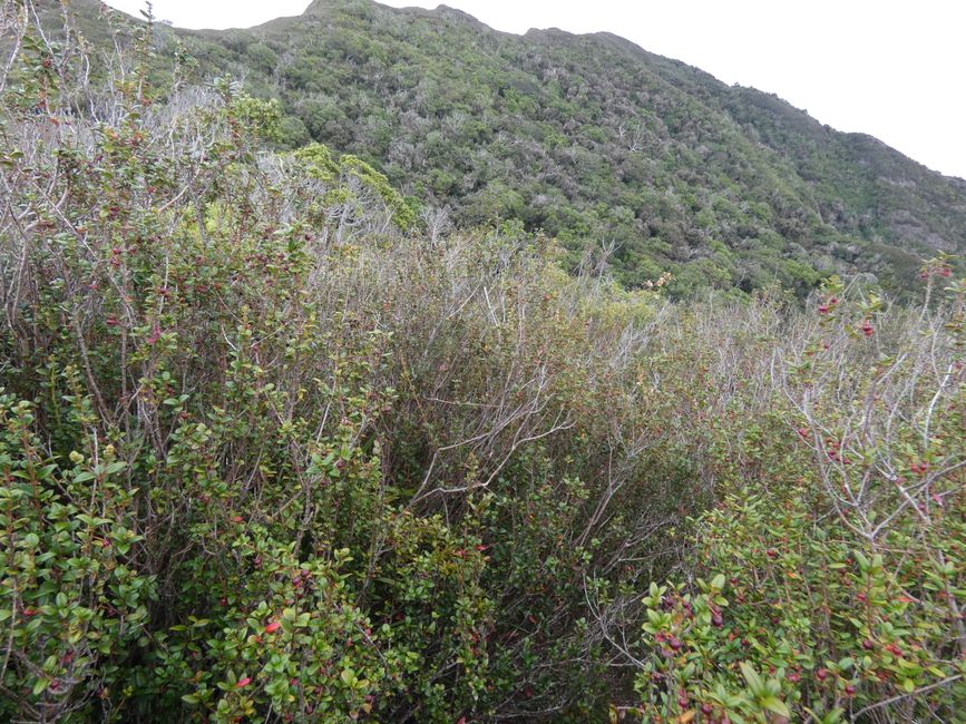 Robinson-Crusoe-Insel (Juan-Fernández-Inseln)