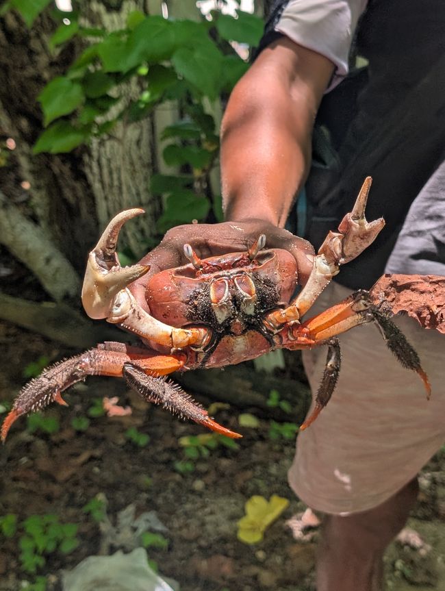 Ausflug auf die Schildkröten-Insel🐢