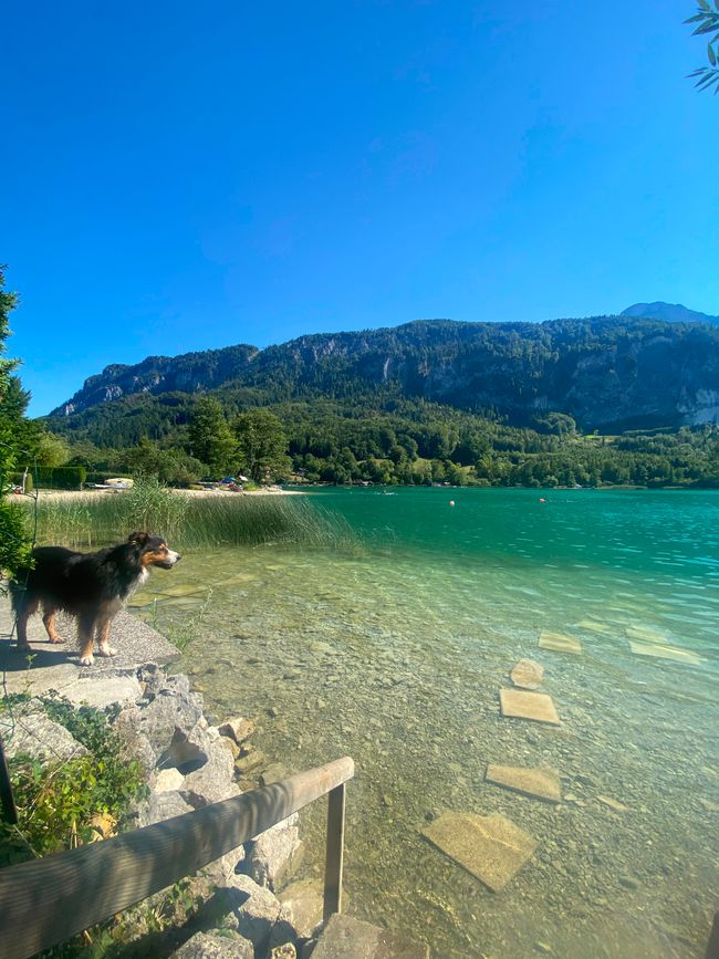 Mondsee, Nußdorf und das falsche Bräu