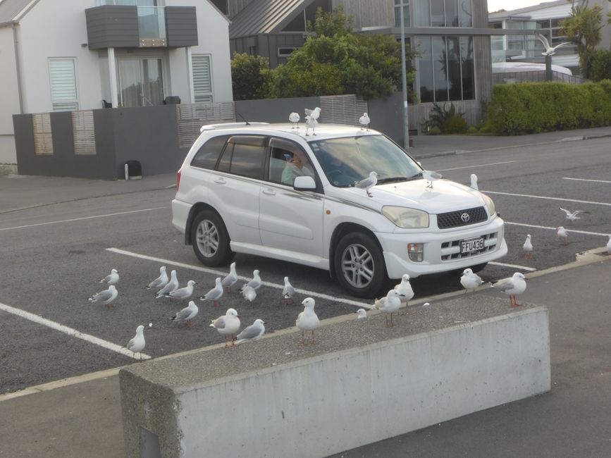 Et mouettes intrusives