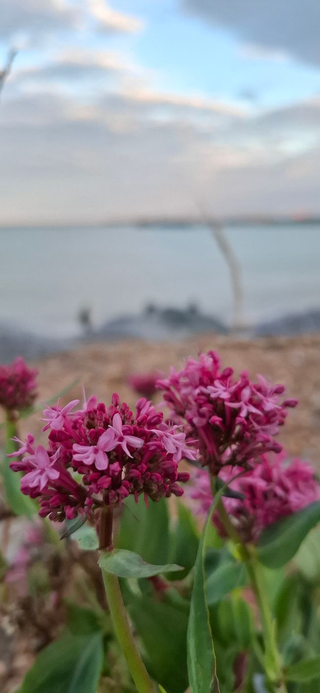 Tag 15 - Londra -> Dover