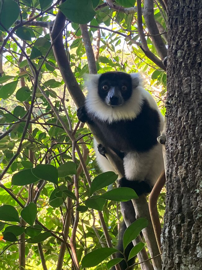 Maravilla de la naturaleza - Parque Nacional Andasibe