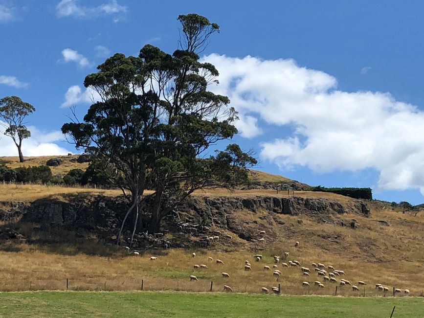 Schafe an der Saltwater River Road