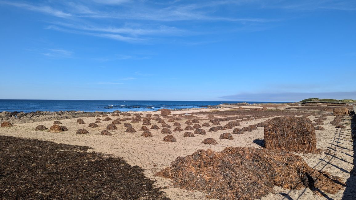 Second stage on the Camino Portugues da Costa from Povoa Varzim to Apulia Praia