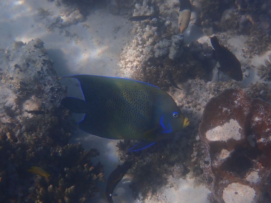 Cape Range NP - Turquoise Bay - Koran Angelfish / Koran angelfish