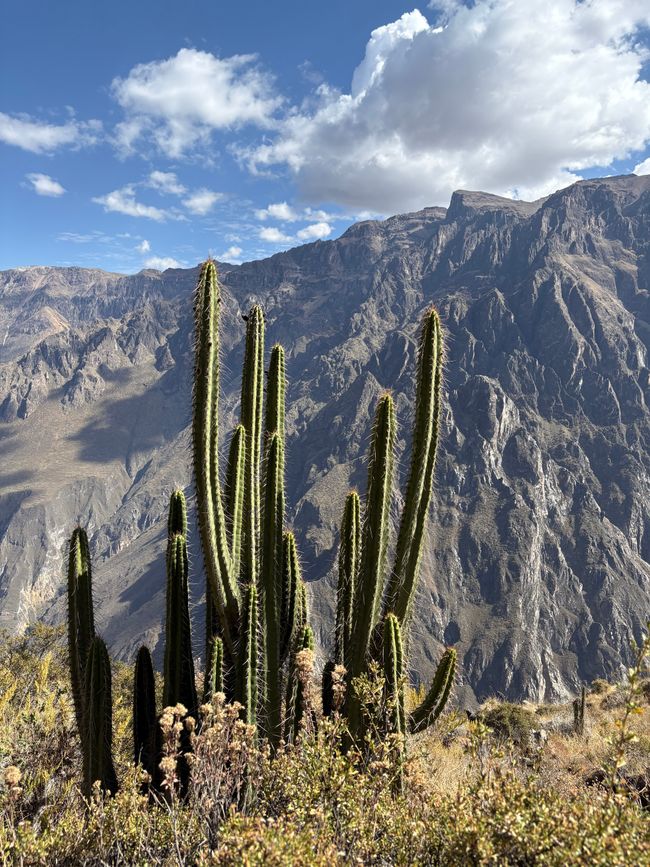 Perù_2025 - Giorno 9: Canyon del Colca e Croce del Condor