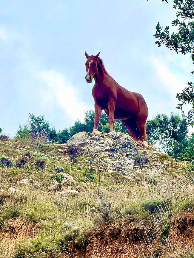 Desde el lugar de estacionamiento vimos este caballo en una colina. Debe ser una estatua, pensé, porque no se mueve. Solo cuando Icke lo inspeccionó de cerca se pudo ver que es real.