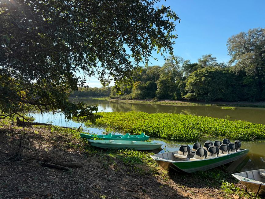 Excursión en barco en el Pantanal